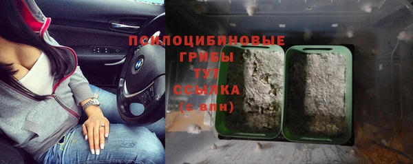 PSILOCYBIN Белокуриха